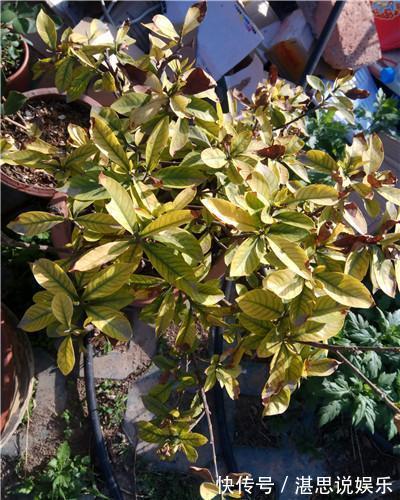 栀子花|学会以下几招，栀子花不黄叶不掉蕾，花开满了整个枝头！