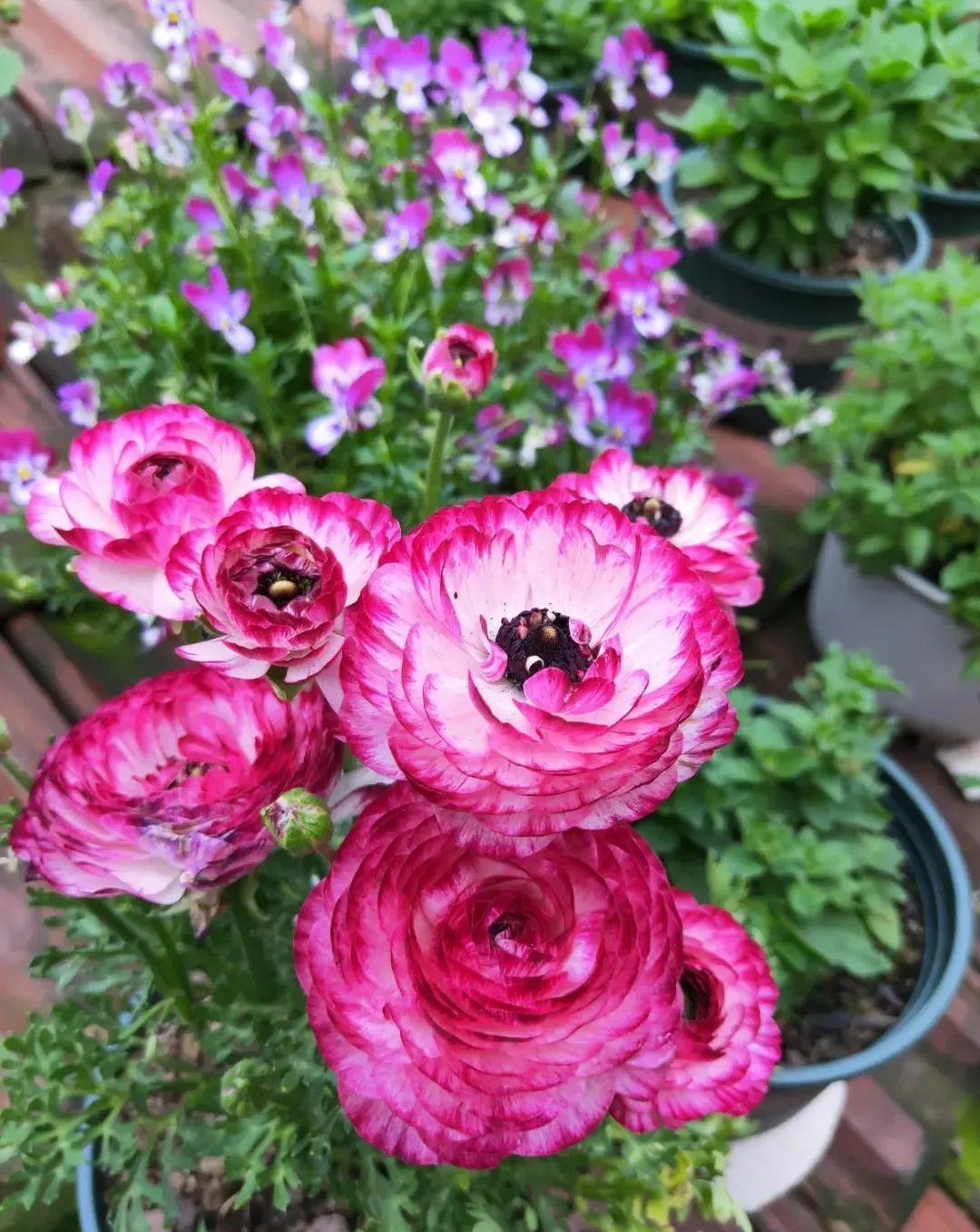 秋天|秋天必养的11种花,冬天特别耐寒,南北方都能养