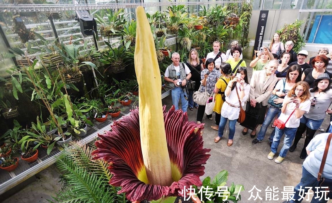 学名|旅行看世界:地球上最稀有的9种花,它们生长在哪儿,您见过吗?