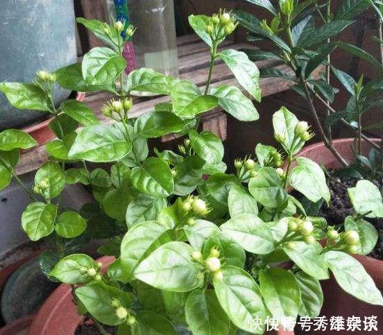 养茉莉花,盆里放几粒“小东西”,花儿怒放、芳香,一年开花不断