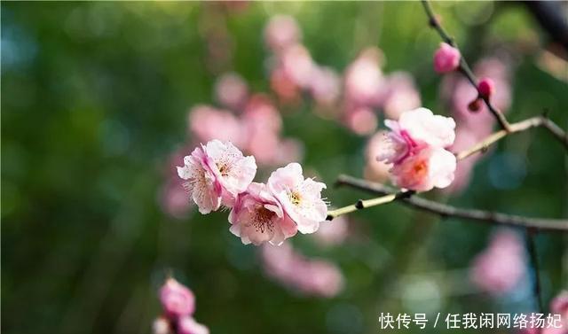 名气|世外桃源上演国潮文旅大餐,民俗体验度直线飙升!