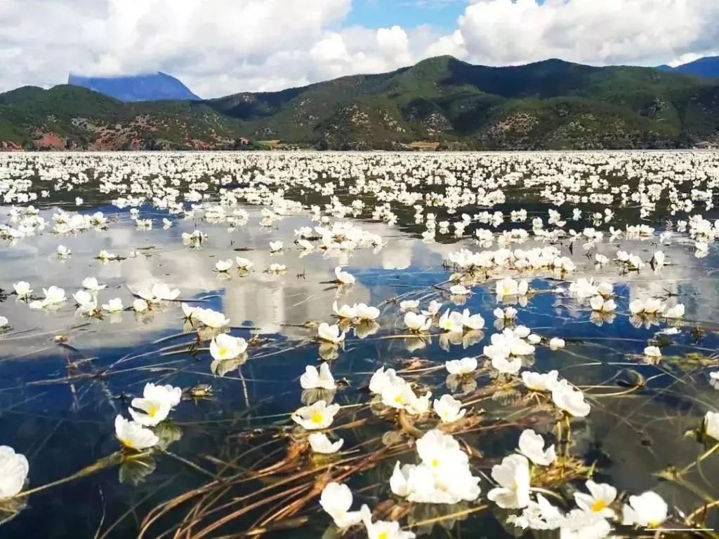 海藻花|泸沽湖的“水性杨花”美爆了，这是心动的感觉