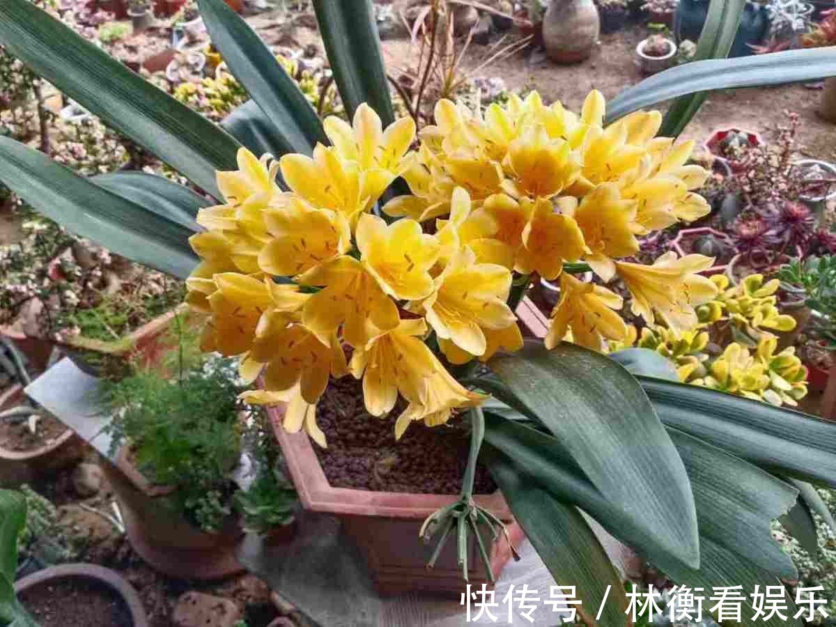 土君子兰|君子兰养了10年不开花,就是这个原因,看完就明白了!