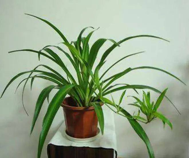 吊兰盆里加点这个,15天爆满盆,叶片又宽又大,抽穗多到剪不完