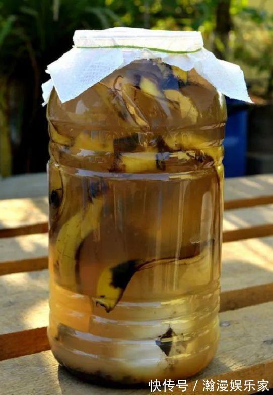 甲子多肉|刚扒的香蕉皮该如何处理养花学2招,既能清洁又能增添营养