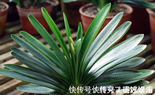 养护|养君子兰不会浇水主要看叶子,水多水少有信号,养护也方便