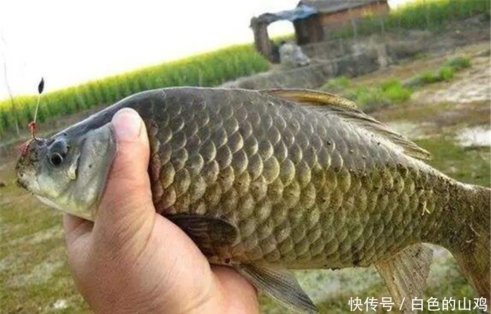 七星漂钓组的3种搭配方法,春季浅水钓大鲫鱼,这种钓法是首选!