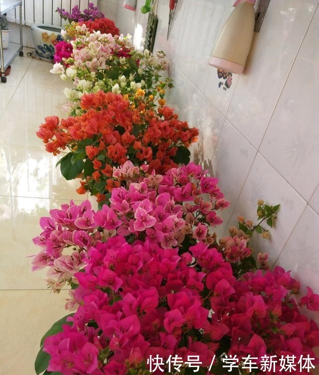 难怪养花“买一盆、死一盆”,简单3步操作,养啥旺啥,晋升高手!