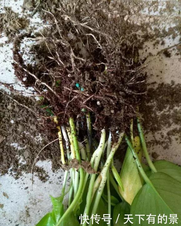 信号|养花,不懂4个烂根“信号”,不被你“养死”,还不知道原因