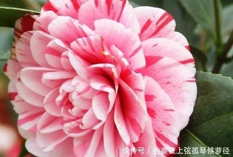 小技巧|家养茶花总是开花慢学会这三个施肥小技巧,轻松花开爆满盆