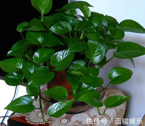 绿萝|给绿萝、君子兰浇水时兑点它,叶子宽厚油绿、开花再也不夹箭!