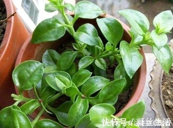 家庭养花，没有肥料也别愁，往土里埋“2个蛋壳”，啥都不缺!