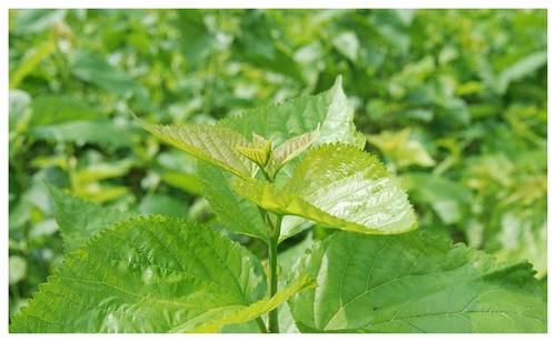 炒米|糖尿病的“根源”已揭晓，除了甜食还有它，劝你再喜欢也要忍一忍