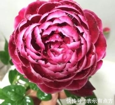 佳品|最艳的月季花品种,超级勤花,味道极香,抗病性很强,是盆栽佳品