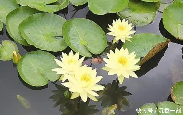 6种花就得现在买,养到夏天就能开爆,越热开花越多