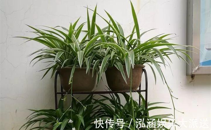 浇花|营养水家家都能做，不花一分钱，给花浇点就爆盆！
