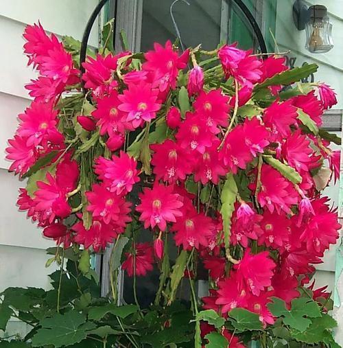 成长期|此款仙人掌，比绿萝好养，比荷花好看，简单易成活，花开硕大