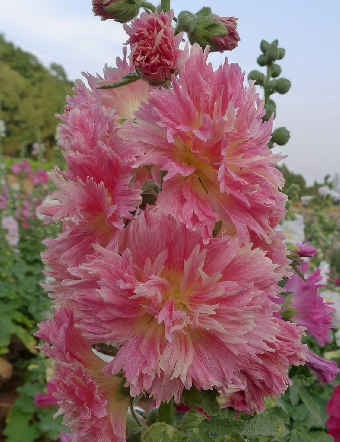 漂亮的蜀葵开花了，随便撒些种子，来年就是一片花海！