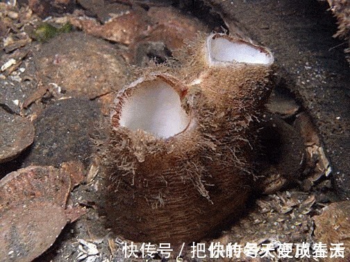鱿鱼仔|海鲜只知道吃螃蟹瞧瞧沿海人都在吃啥绝好吃到舔大腿
