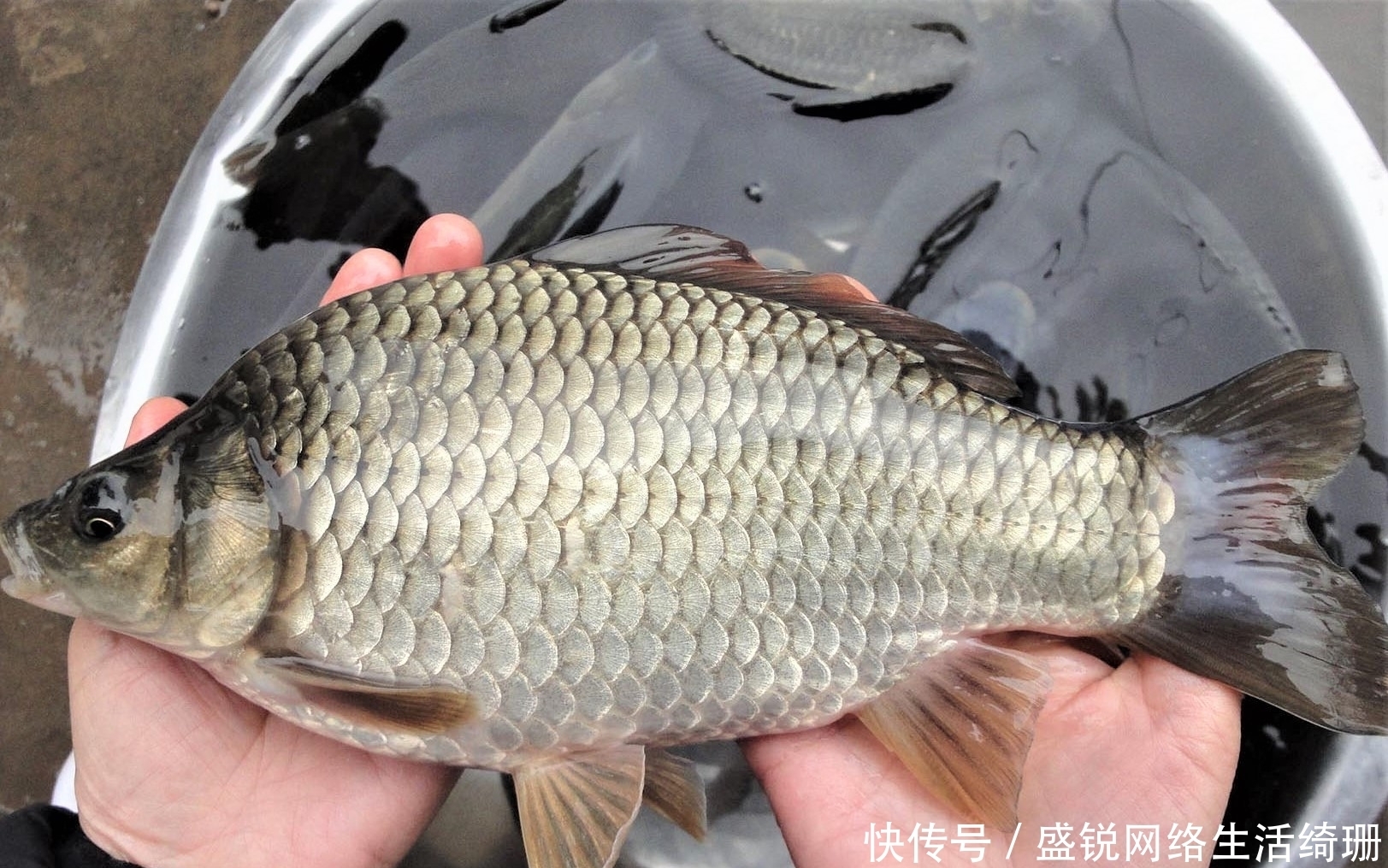 为何一到夏天鱼口就不好?采取这些措施,让鱼乖乖吃饵