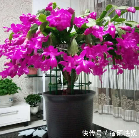 夏天“牛奶”过期,多做“一步”来浇花,土壤疏松肥沃,养啥都旺