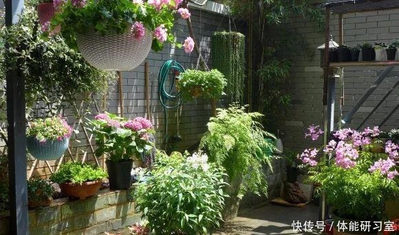 秋天的院子,养点喜欢的花,乐得自在!