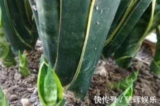 华友们|打开虎皮兰这个神秘机关,疯狂冒芽摁不住,简直把盆撑炸!