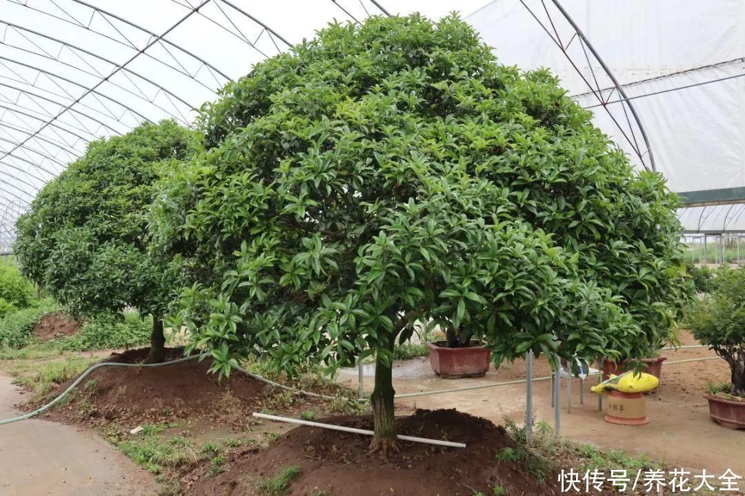 枝条|冬剪开始了,月季看见这种枝,就要赶紧剪