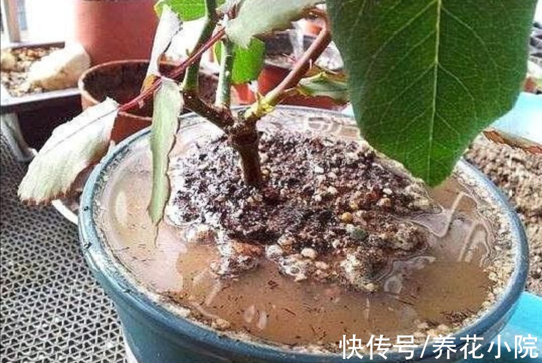 家庭养花，4种花土别乱用，否则啥花都养不好