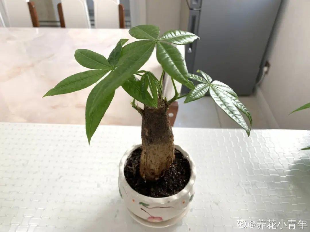 虐着养的花,剪成秃子,半月不浇水,呼呼开花