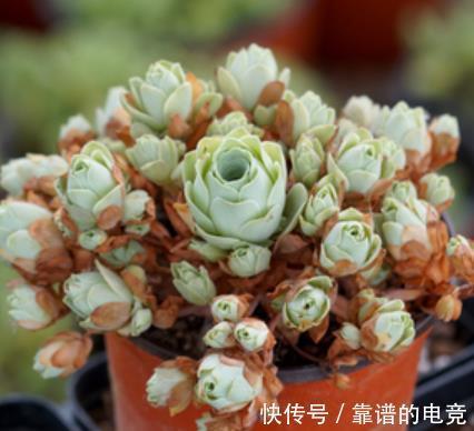 徒长|3款网红多肉,带回家后根本养不好,越来越丑,别被图片忽悠了