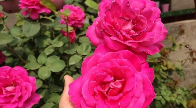 扦插月季学会5种方法,一个“窍门”全能活,小苗“泛滥”,变成月季园