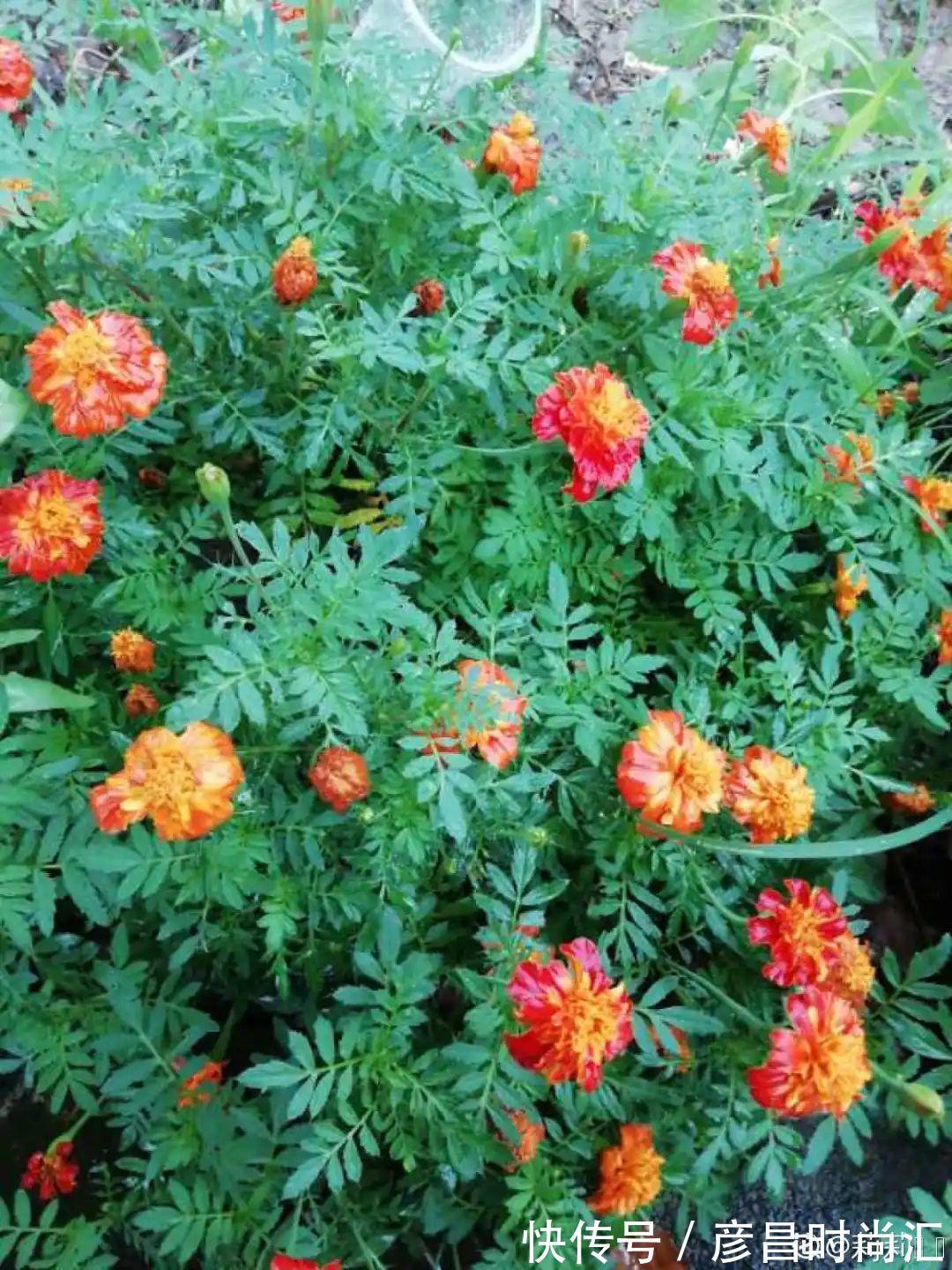 7种花最干净,门口、窗台放一盆,蚊虫不敢靠近!