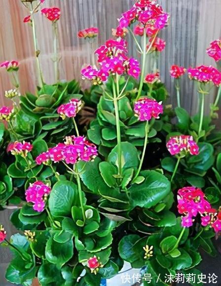 你的长寿花还没开花,赶紧来一勺它,花朵集体猛开