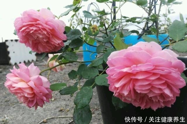 谁说月光族就不配养花这20种月季花月薪3000也能养！