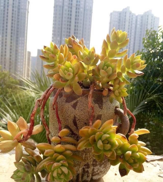 黄丽|让黄丽矮矮壮壮，颜色呈橘黄色，别忘这“两步”，变更美了