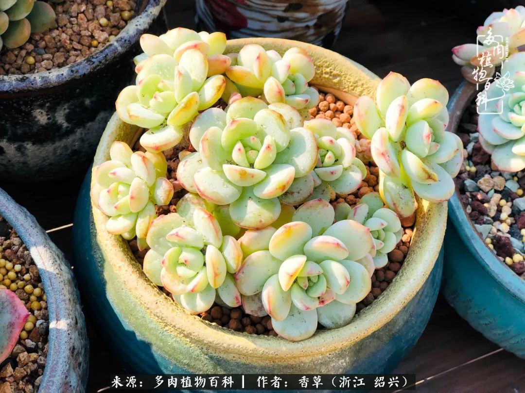 阳台上的一亩三分地，我愿与你一起，与时光媲美！