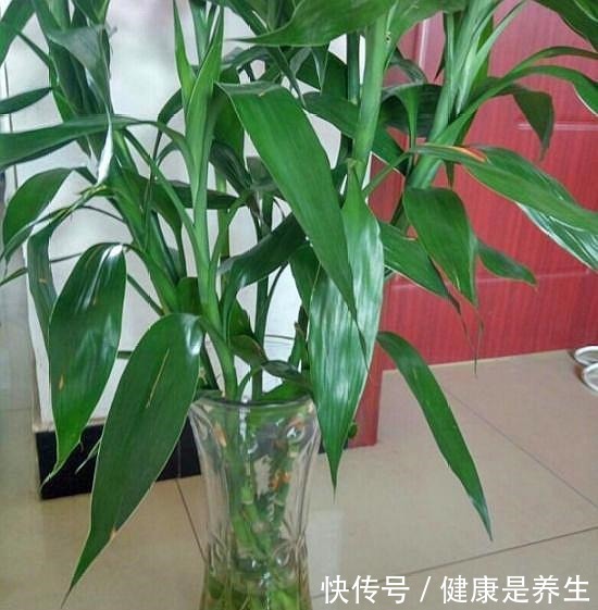 有“2种花”适合摆家中,不仅观赏性好,还是空气的“指示标”呢!