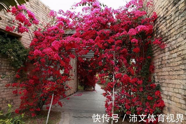 栽种|有院子别空着,栽上3类爬藤花,美成大花海