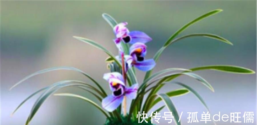 叶片|7月建兰还没开花3个促花技巧要掌握,学会了花朵又多又香