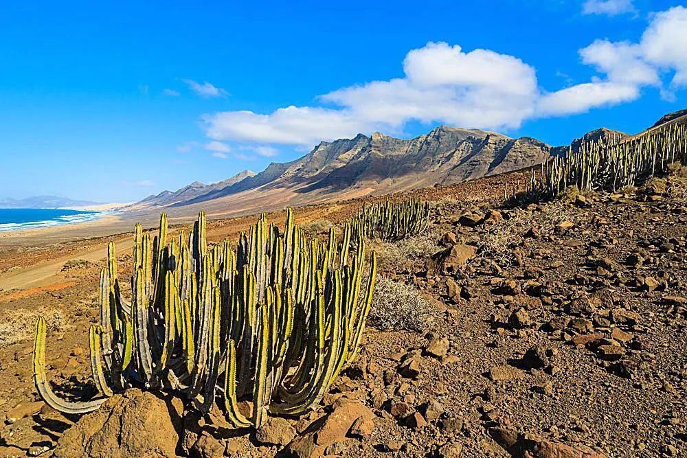 效用|有刺植物的刺是如何起源和演变的?有什么类型和效用?