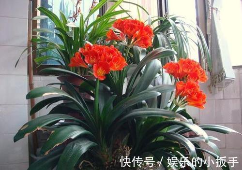 开花|为什么你养了5年的君子兰就是不开花,要满足三个条件才能开花