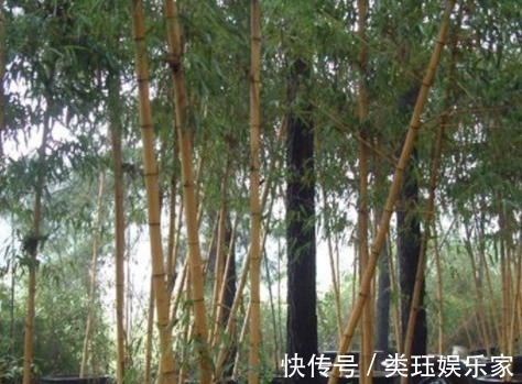 竹黄|大火里烧出来的宝贝,竹林中的“小疙瘩”竹黄,70元一斤也难买