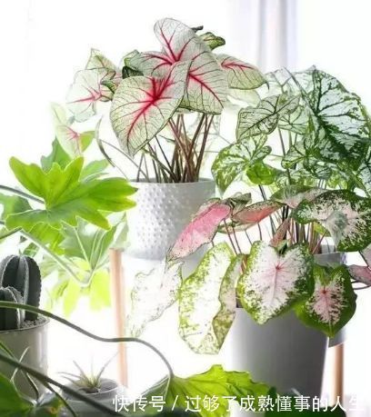彩叶芋|4种花养在家里,一整年都有好运气,日子红火财运滚滚,好看极了