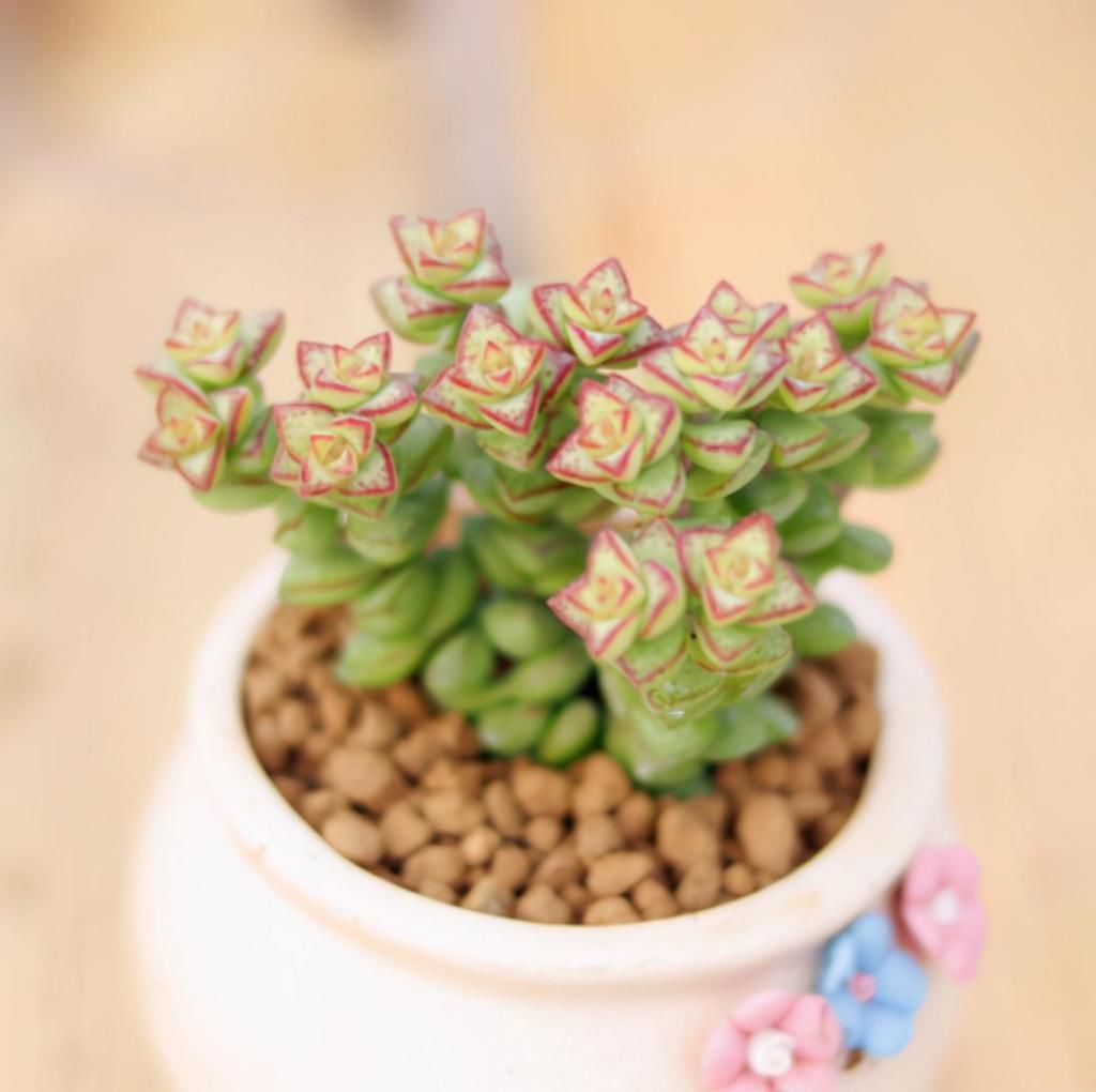  好看|养多肉小米星，掌握“3秘诀”，叶片肥美，颜色好看得不得了