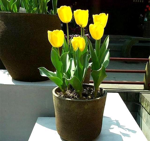 郁金香开完花,扔了实在太“可惜”,这样一处理,来年照样开满花