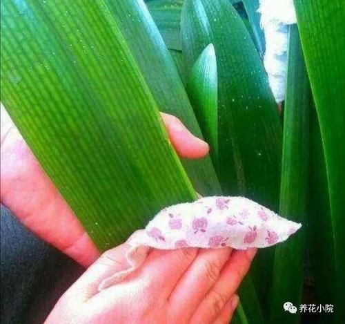花卉上灰尘太多，用4种水擦一擦，叶子新鲜又光亮