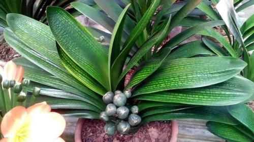 盆栽君子兰，这3方面全做对了，才能“攻克”不开花的难题