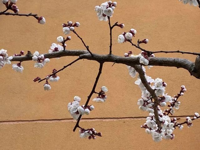 舒卷烟霞自掩映，半山芳菲绕窗棂 ——开元邀你来赏花（一）