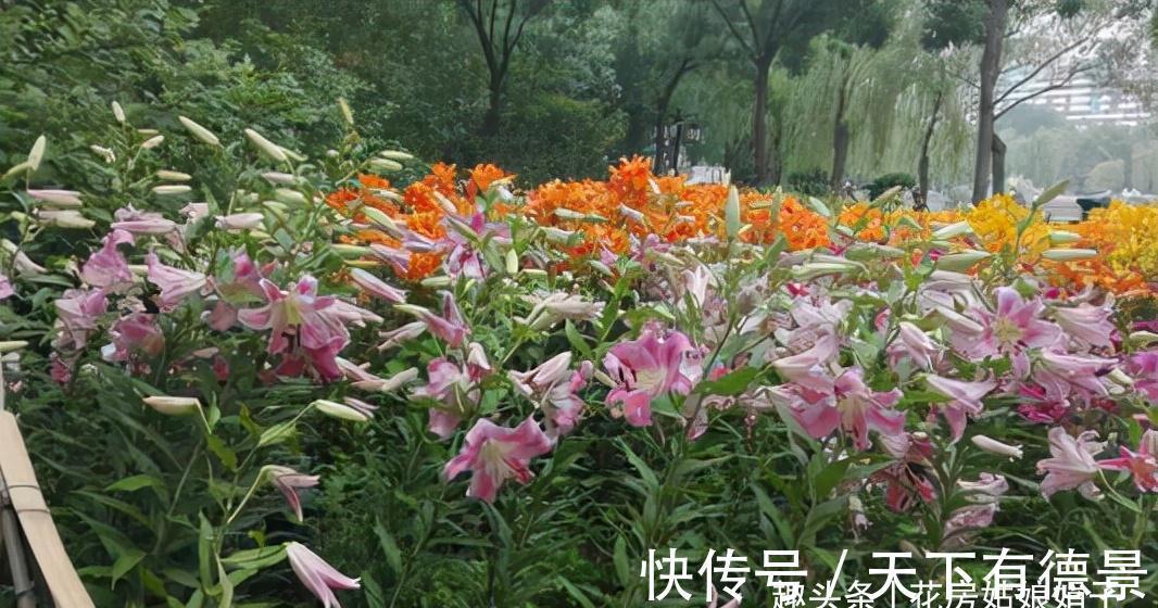 光照|百合花光长叶不开花，主要是4个方面的原因，做对了，开花很简单